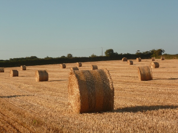 Moisson juillet 2014